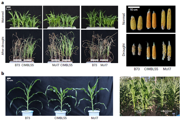 Nat Genet. | 一个优良抗旱玉米种质的基因组组装与遗传剖析