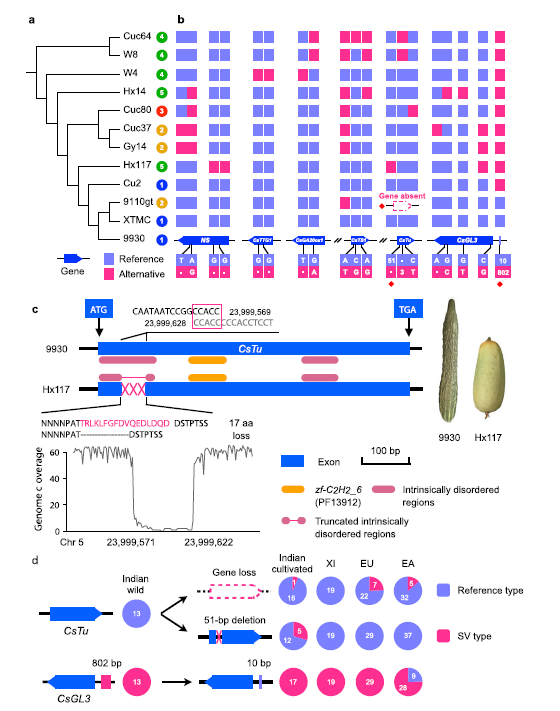 黄瓜果刺果瘤发育相关基因的等位变异