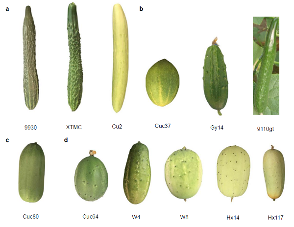 Nat Commun. | 黄瓜graph-based pangenome与黄瓜农艺性状和驯化相关结构变异