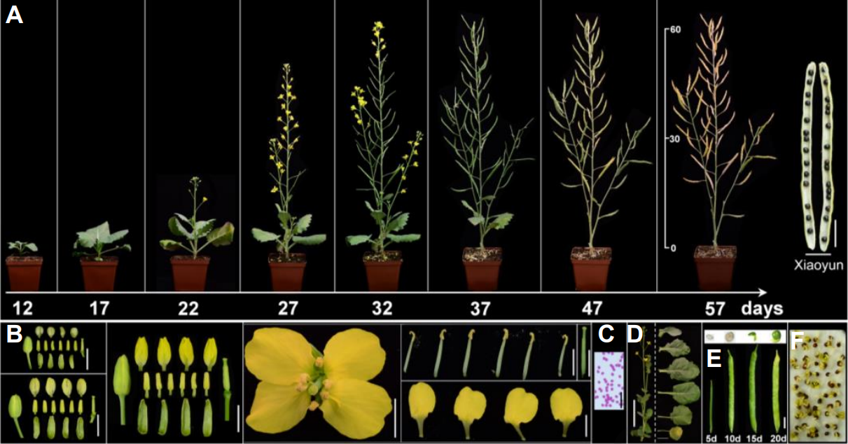 Plant Commun. | 甘蓝型油菜功能基因组学研究的模式材料-小芸