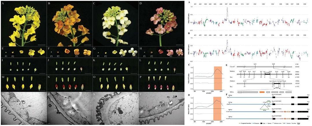 甘蓝型油菜花色表型和QTL定位