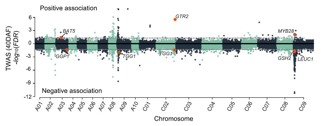 原文中的 TWAS 结果