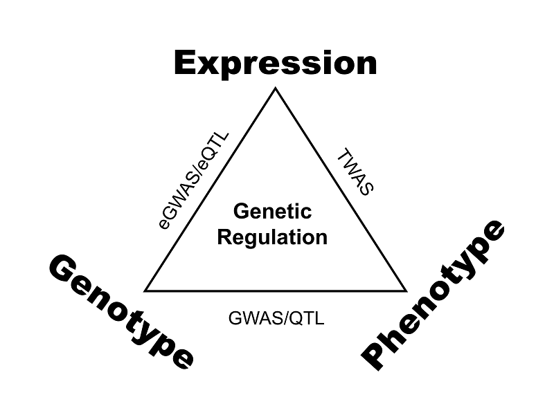 什么？EMMAX也能做全转录组关联分析（Transcriptome-wide Association Study，TWAS）