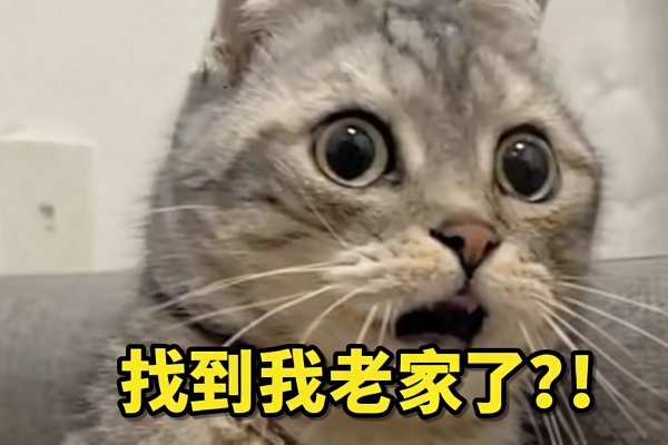 穿越千年的“喵”声：古DNA揭秘家猫征服欧亚大陆的隐秘往事