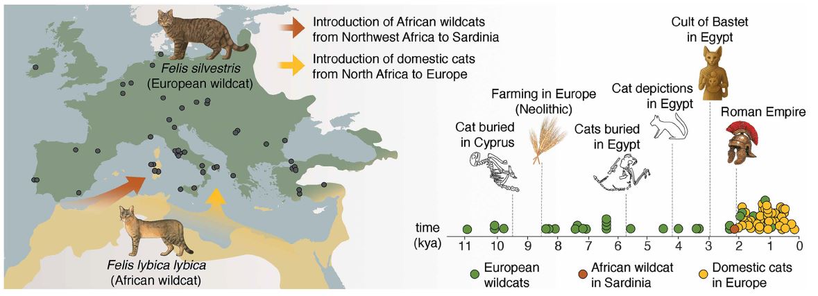 家猫在欧洲的传播