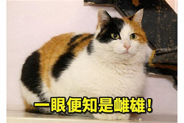 家猫颜色之谜终于揭开：为什么三花/玳瑁多是母猫？