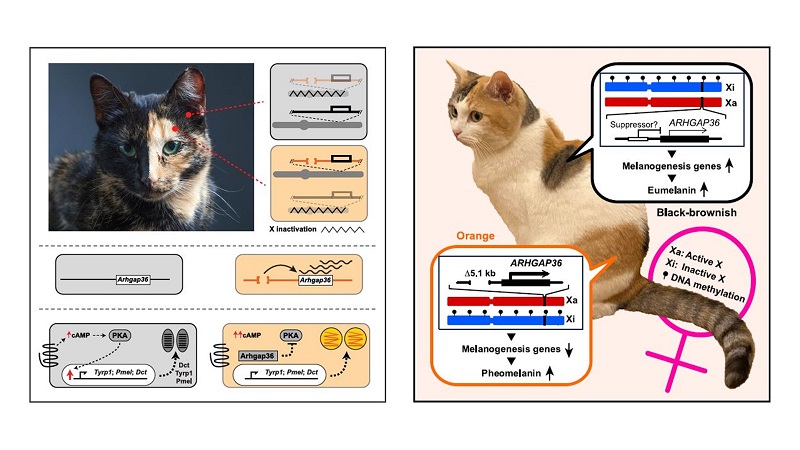 家猫橘色形成的遗传机制