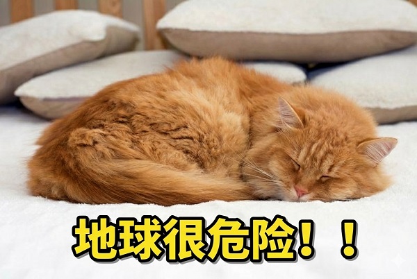 一项通过看猫片进行的研究：为什么猫更爱左侧卧？