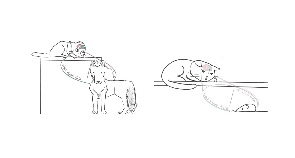 大脑的功能偏侧化